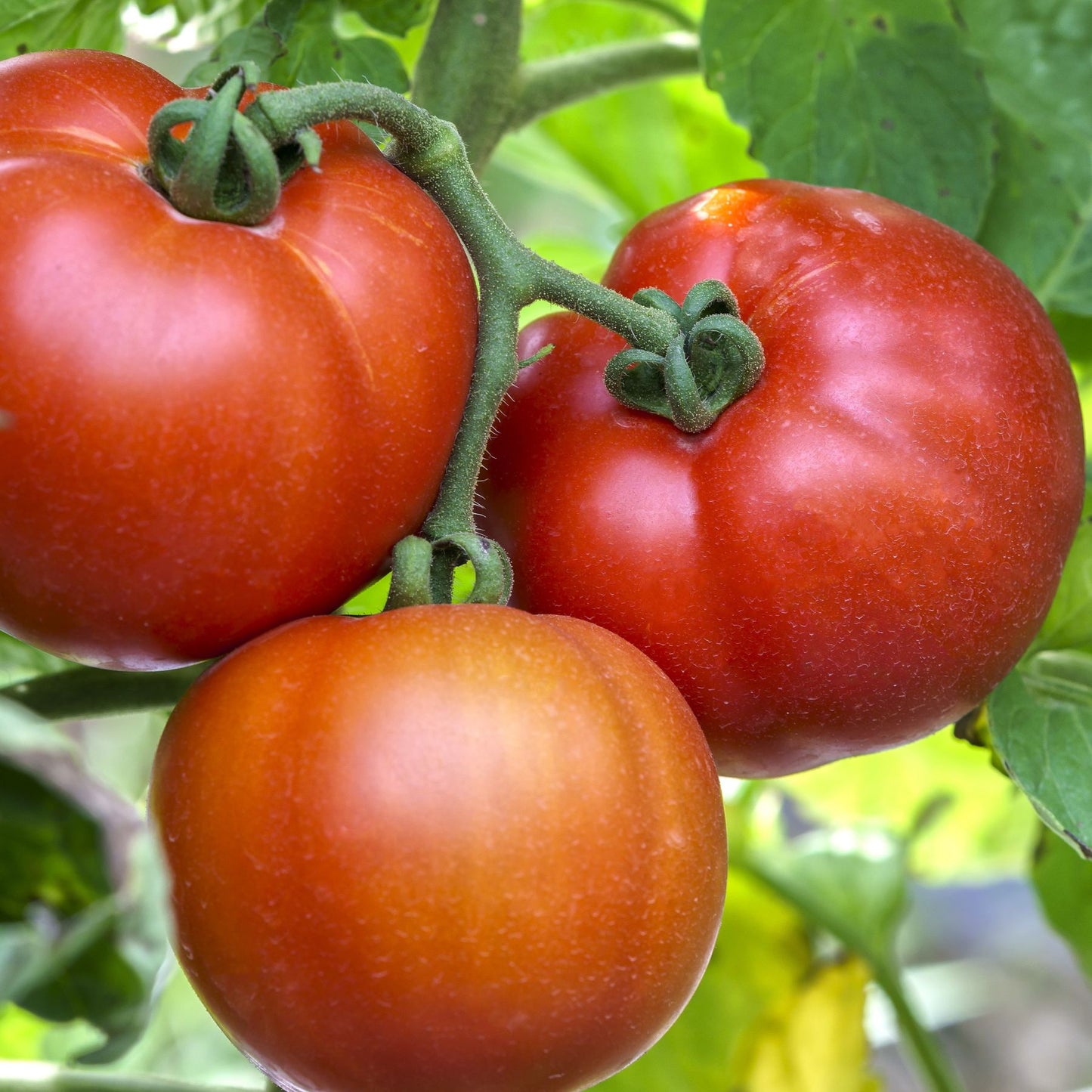 Large beefsteak tomatoes