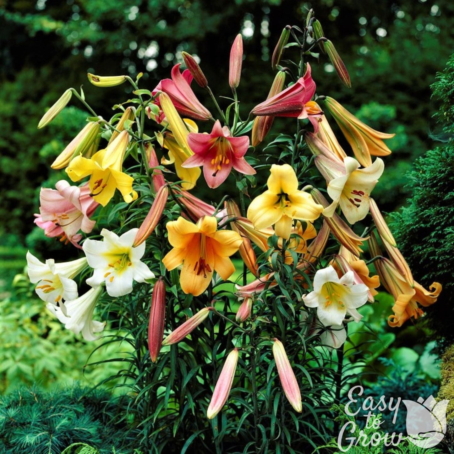 A collection of Trumpet Lily flowers in pink, yellow, orange and white.
