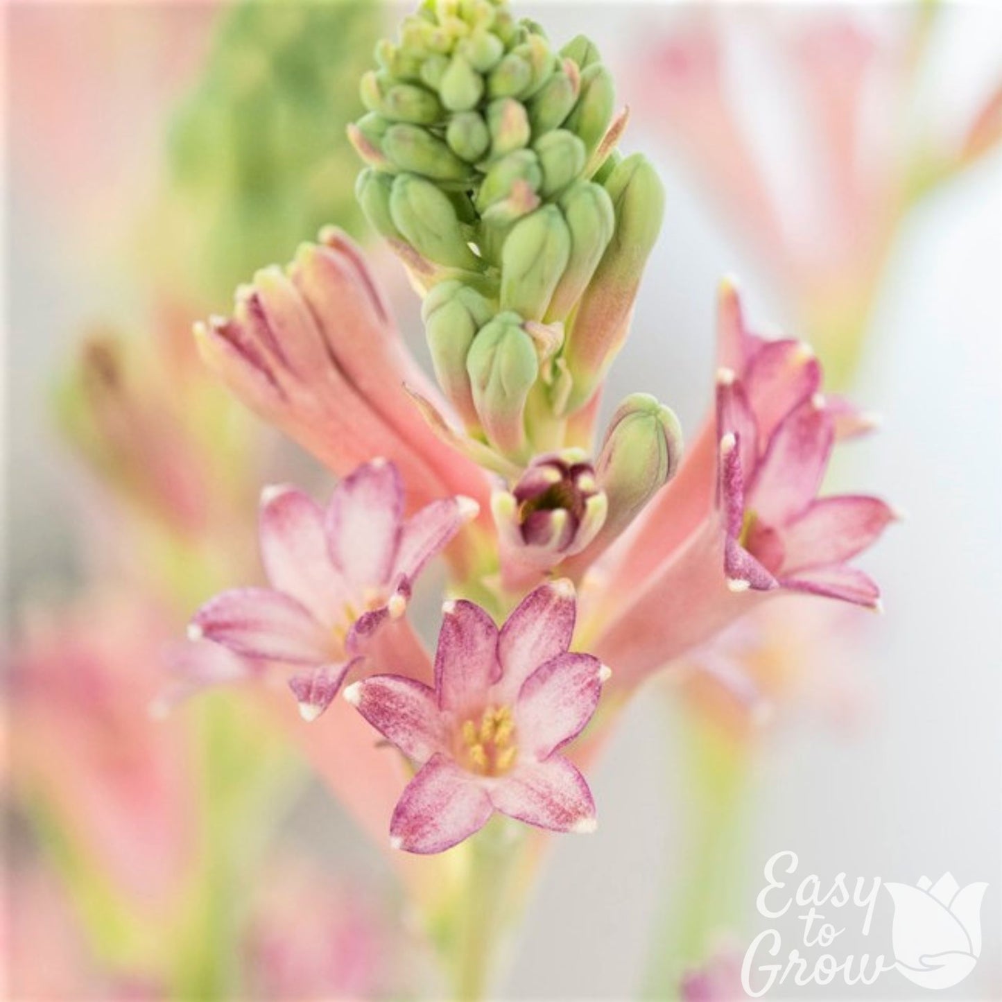 Cinderella Tuberose pink flower close up