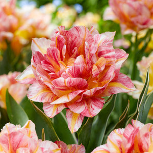 multi color pink and yellow tulip blooms