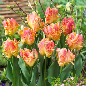coral pink and yellow parrot tulip blooms