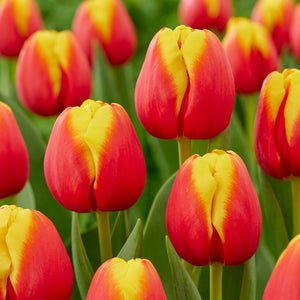 bright red and yellow tulip blooms