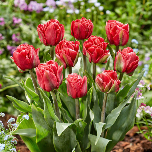 red double-flowering tulip blooms