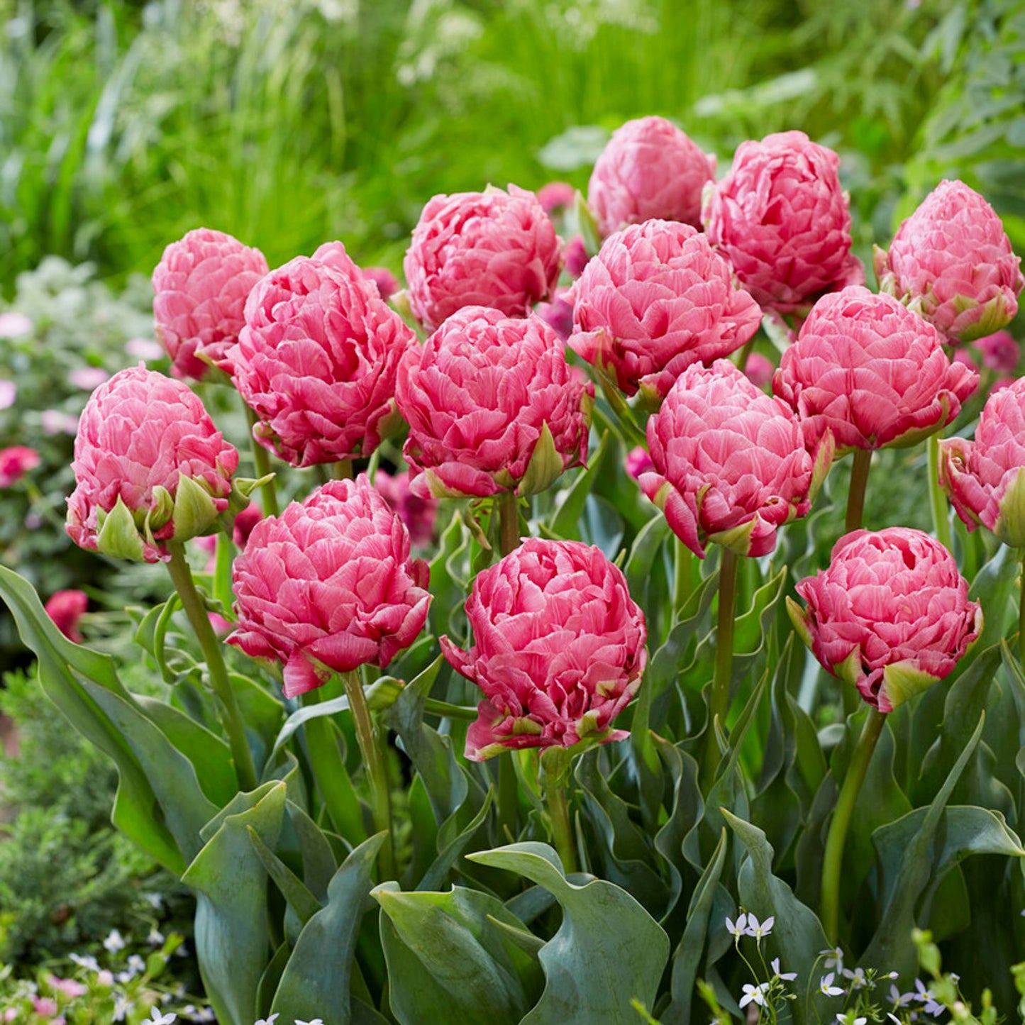 stunning full pink blooms of Tulip Strawberry Cream