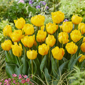 Sunny yellow double-flowering tulip blooms
