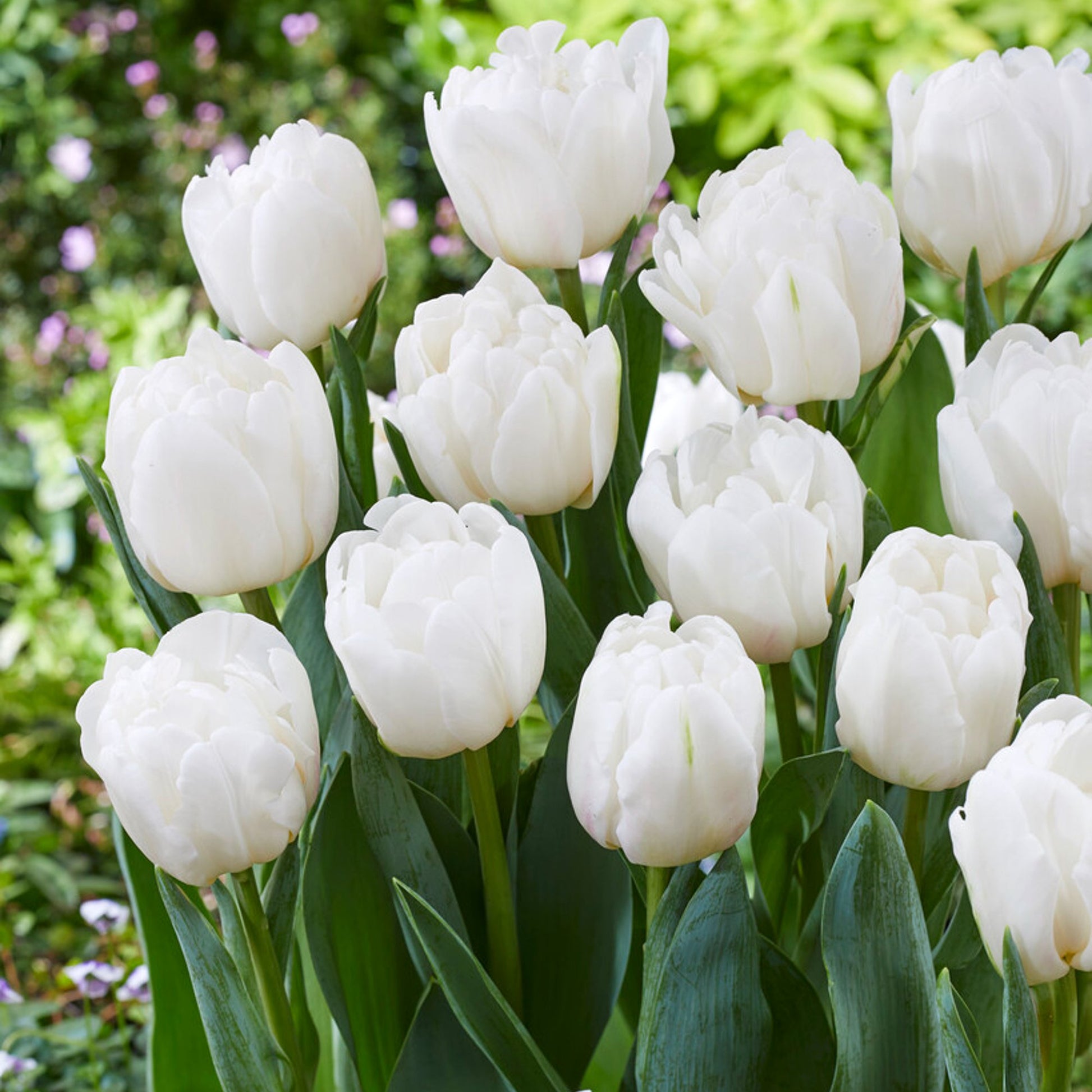 White Blooms of Tulip White Foxtrot