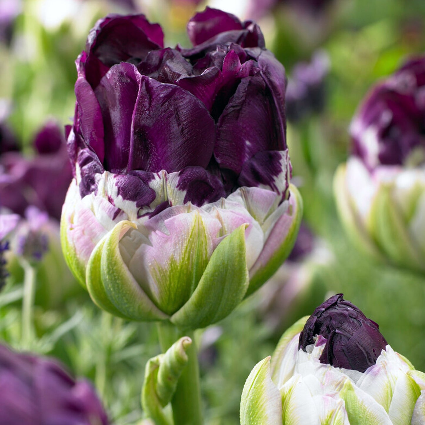 close up of deep purple bloom of Tulip Wow