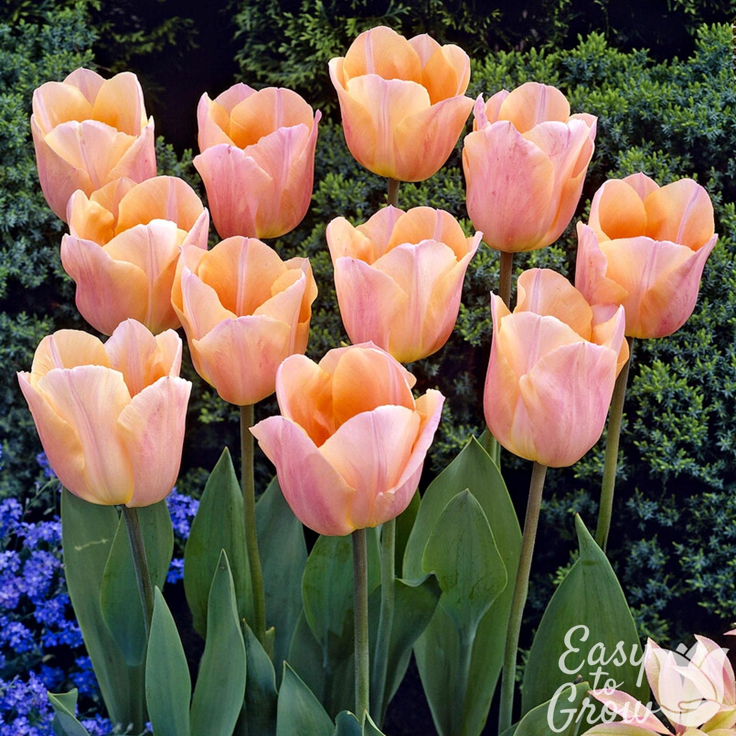Apricot pink-orange Tulip blooms of Apricot Beauty