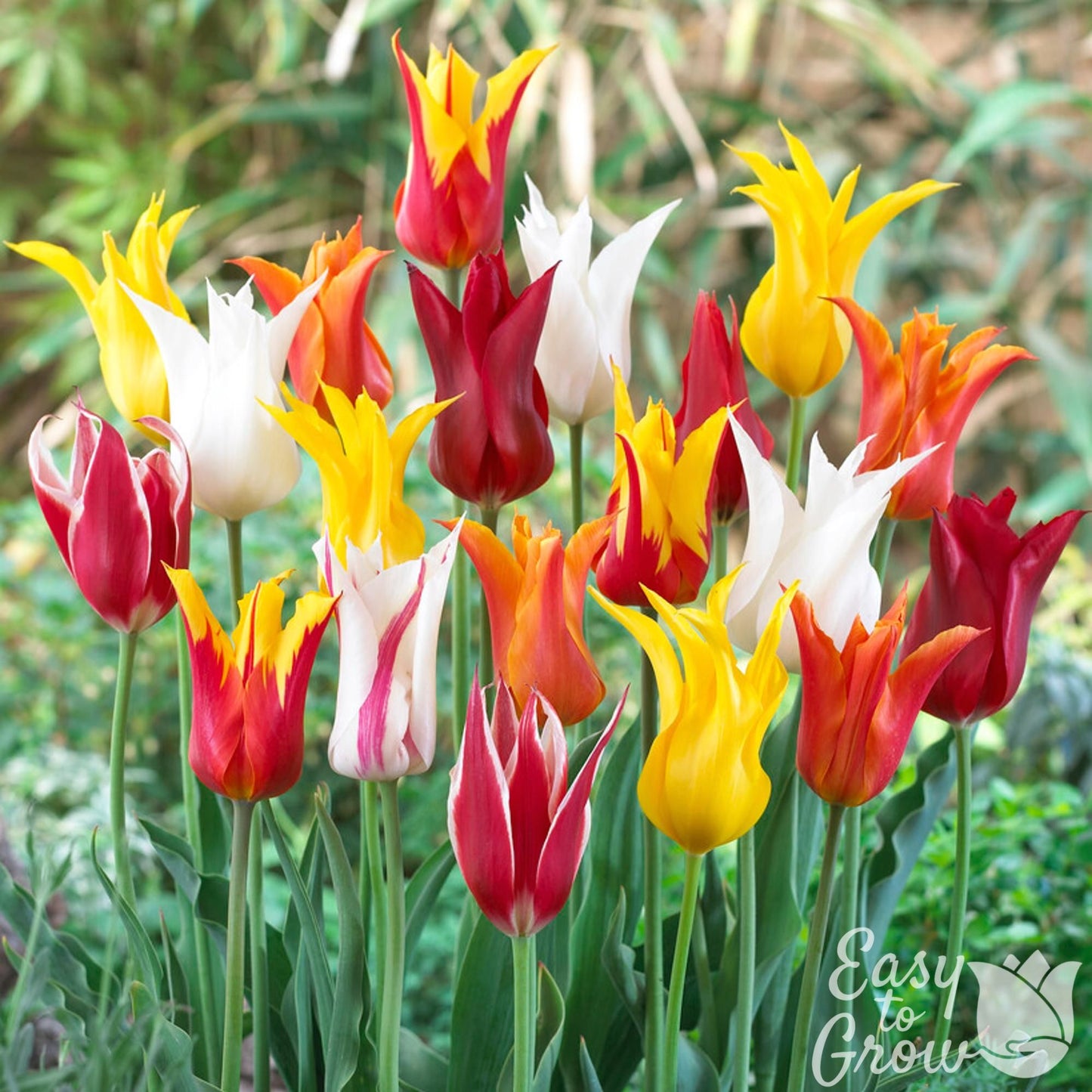 striking mixed colors of lily flowering tulips