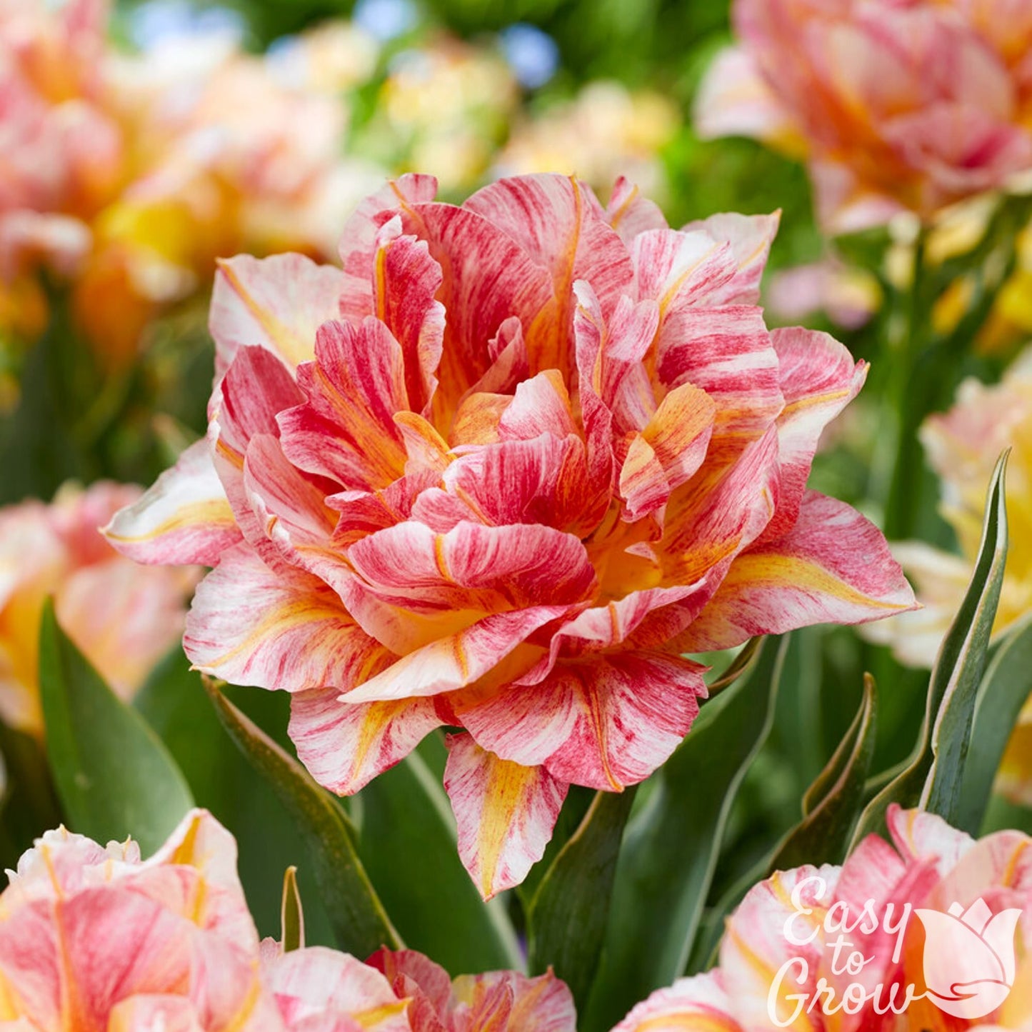 multi color pink and yellow tulip blooms