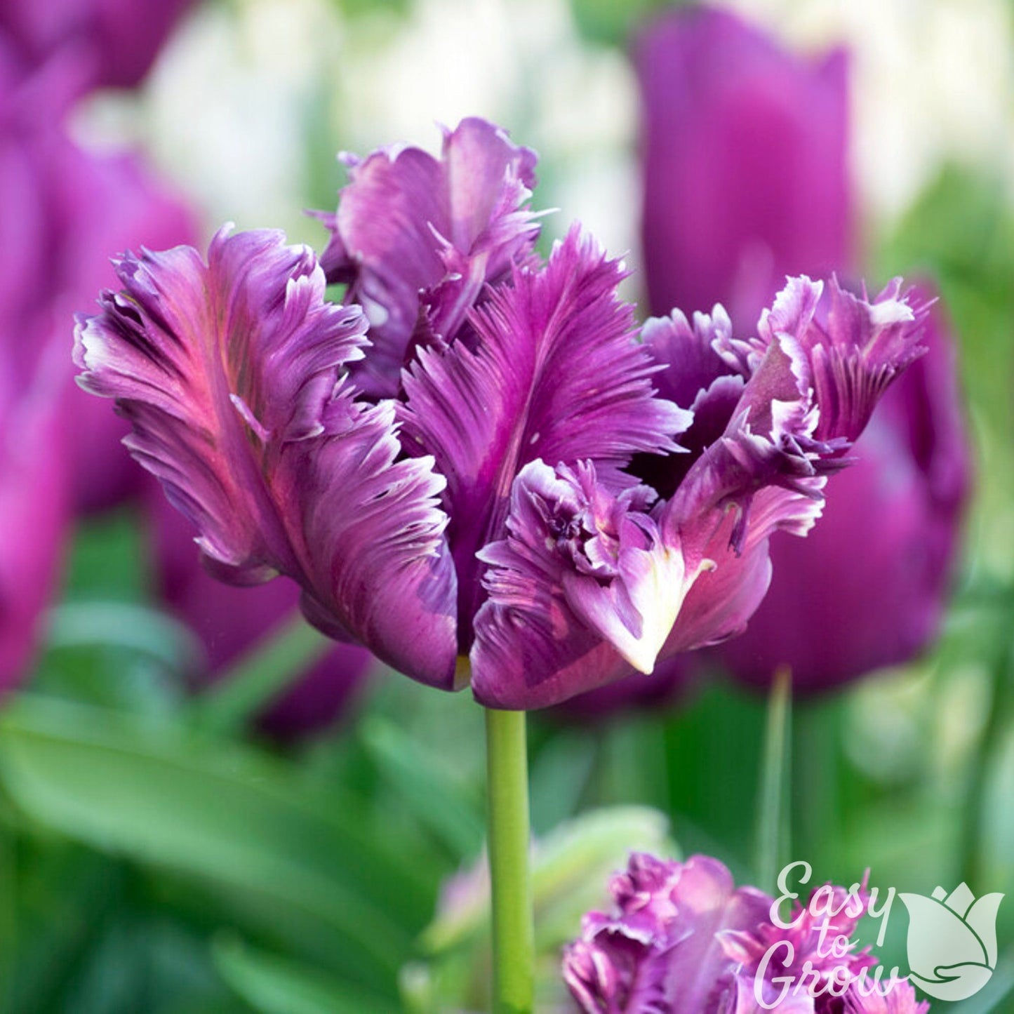 purple bloom of parrot tulip