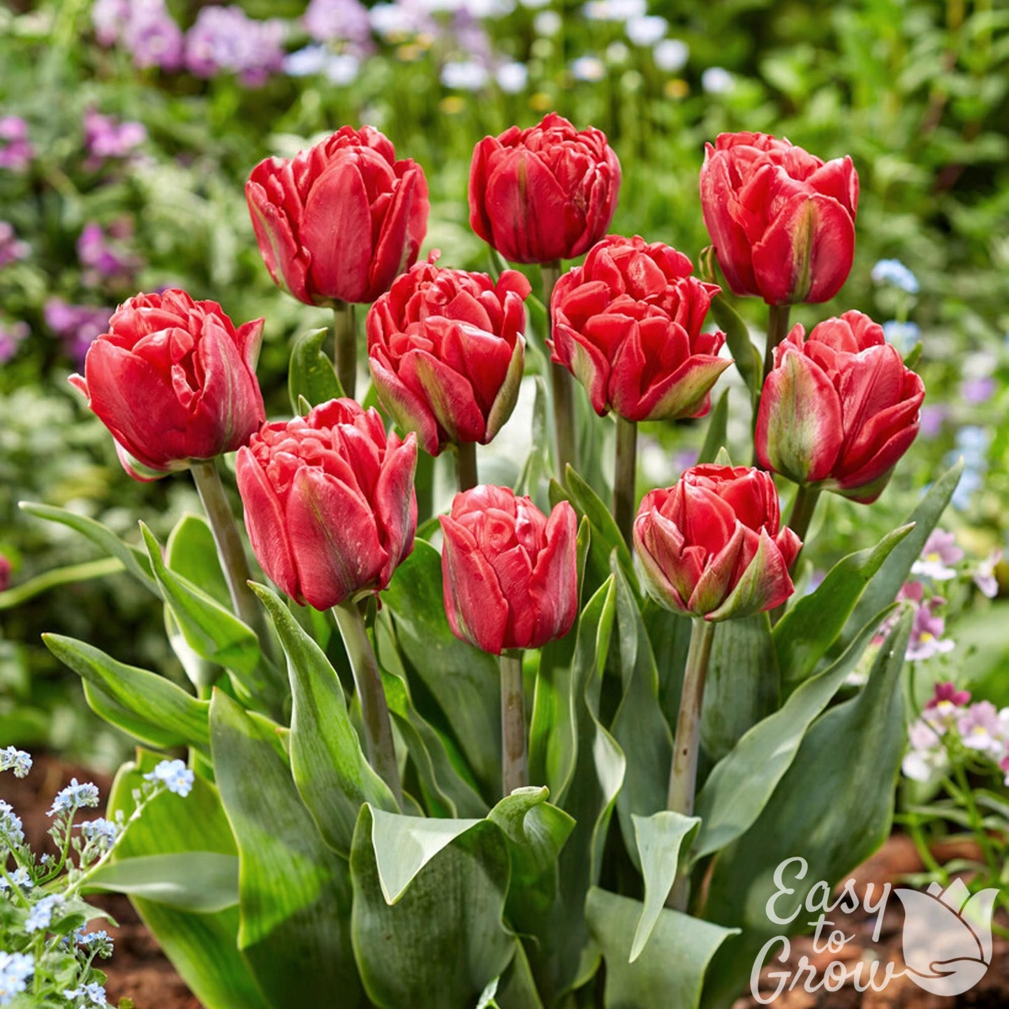 red double-flowering tulip blooms