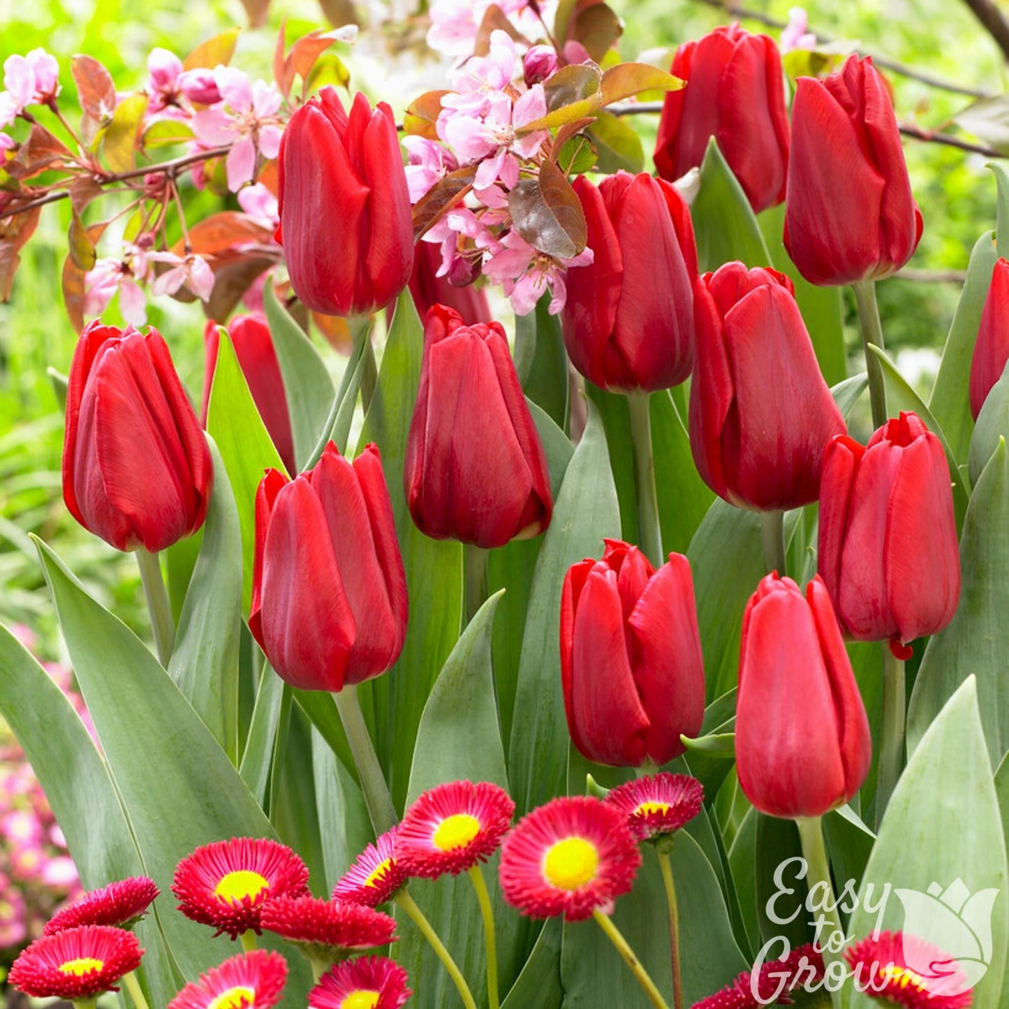 ruby red tulip blooms