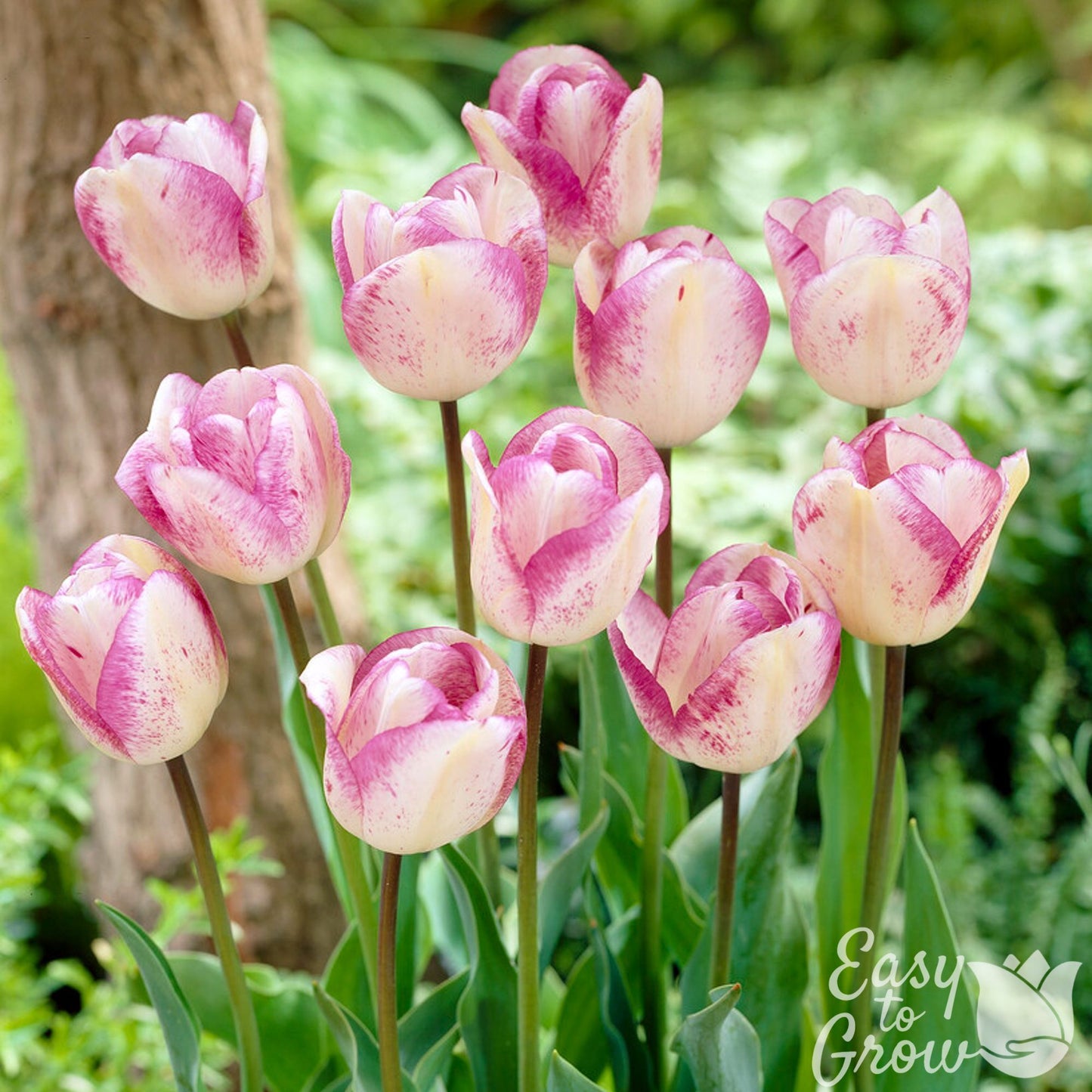 delicate purple and white tulip blooms