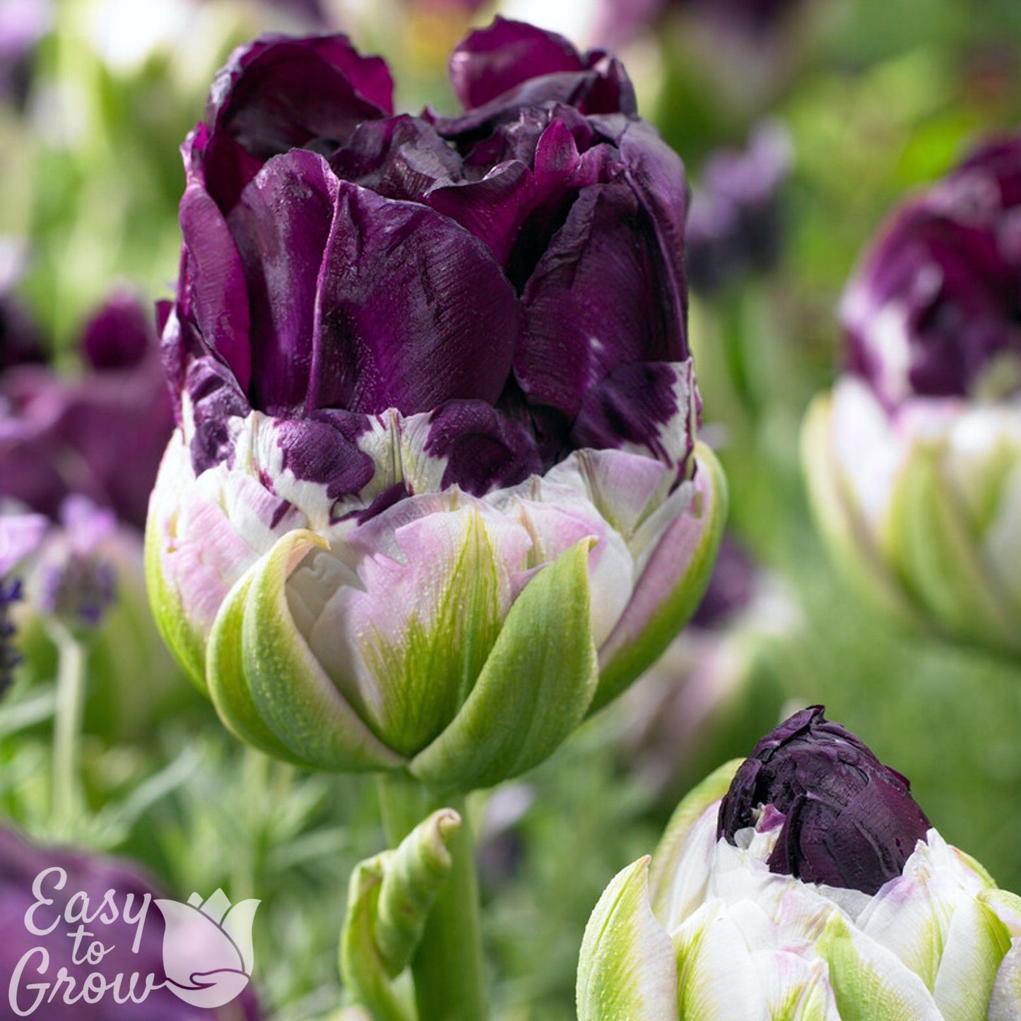 close up of deep purple bloom of Tulip Wow