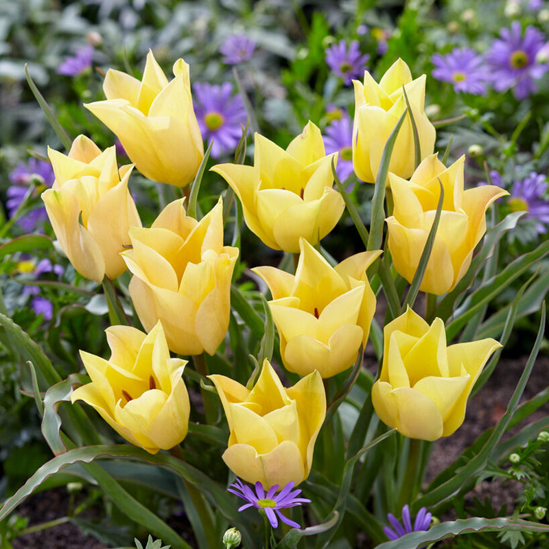 Yellow blooms with a hint of peach of Tulip Bright Gem