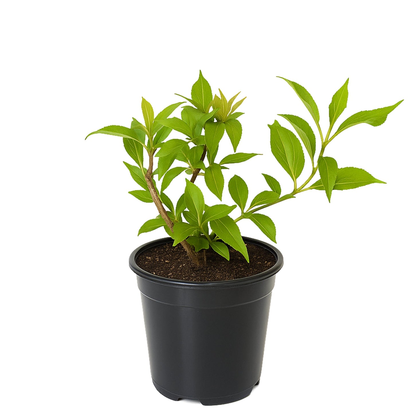 Weigela plant in a quart grower pot