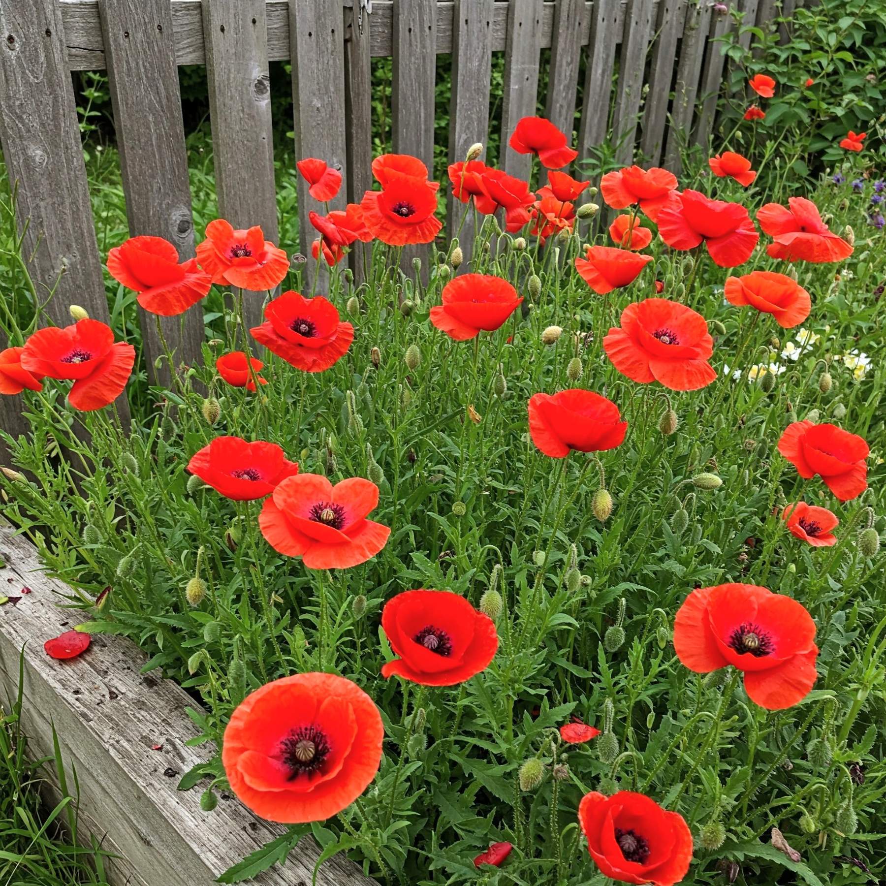 poppy flower seeds for sale Easy to Grow Wild Poppy Seed