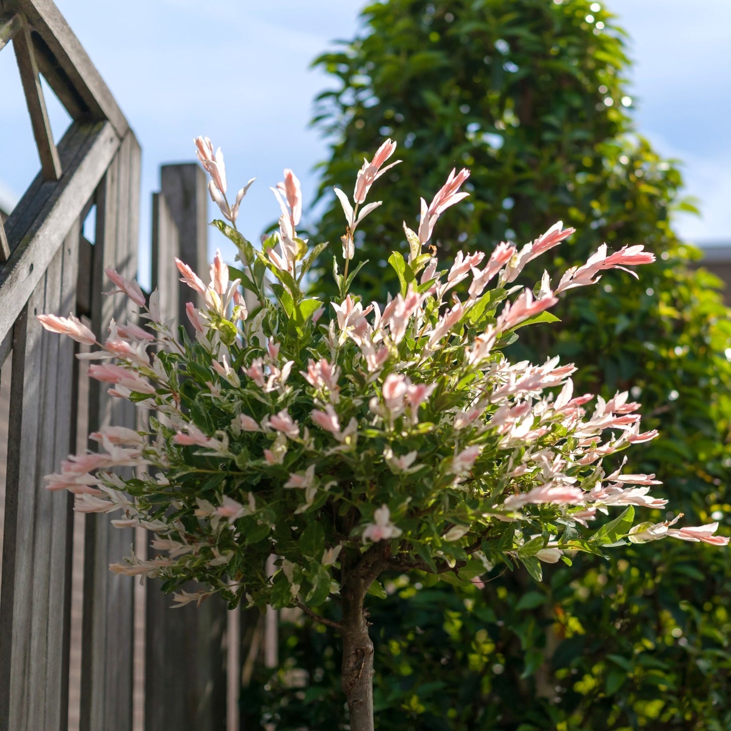 Hakura Nishiki willow planted against a fence
