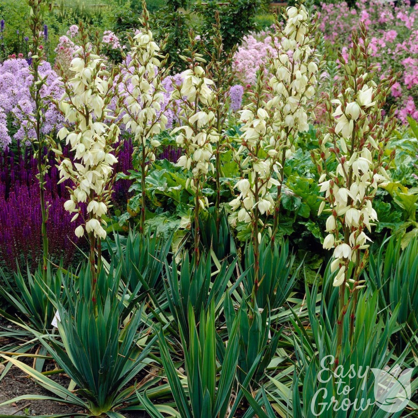 Group of Yucca Ivory Tower blooms above succulent foliage