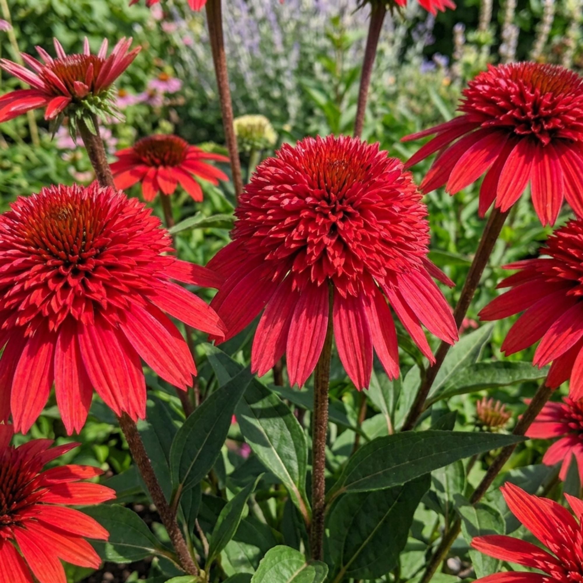 echinacea strawberry and cream seeds Echinacea Plants