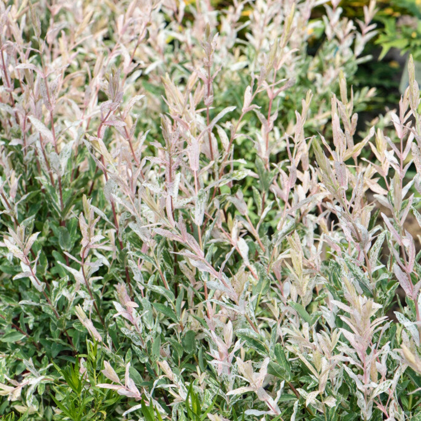 Salix Hakura Nishiki Willow up close