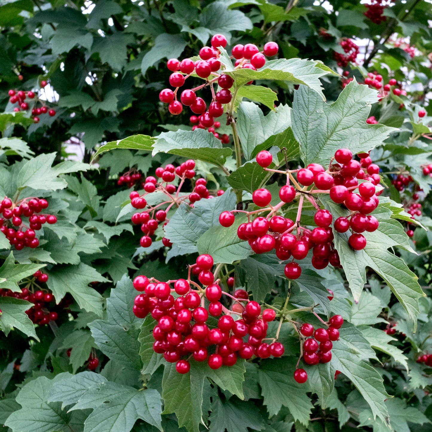Bailey Compact Cranberrybush in the garden
