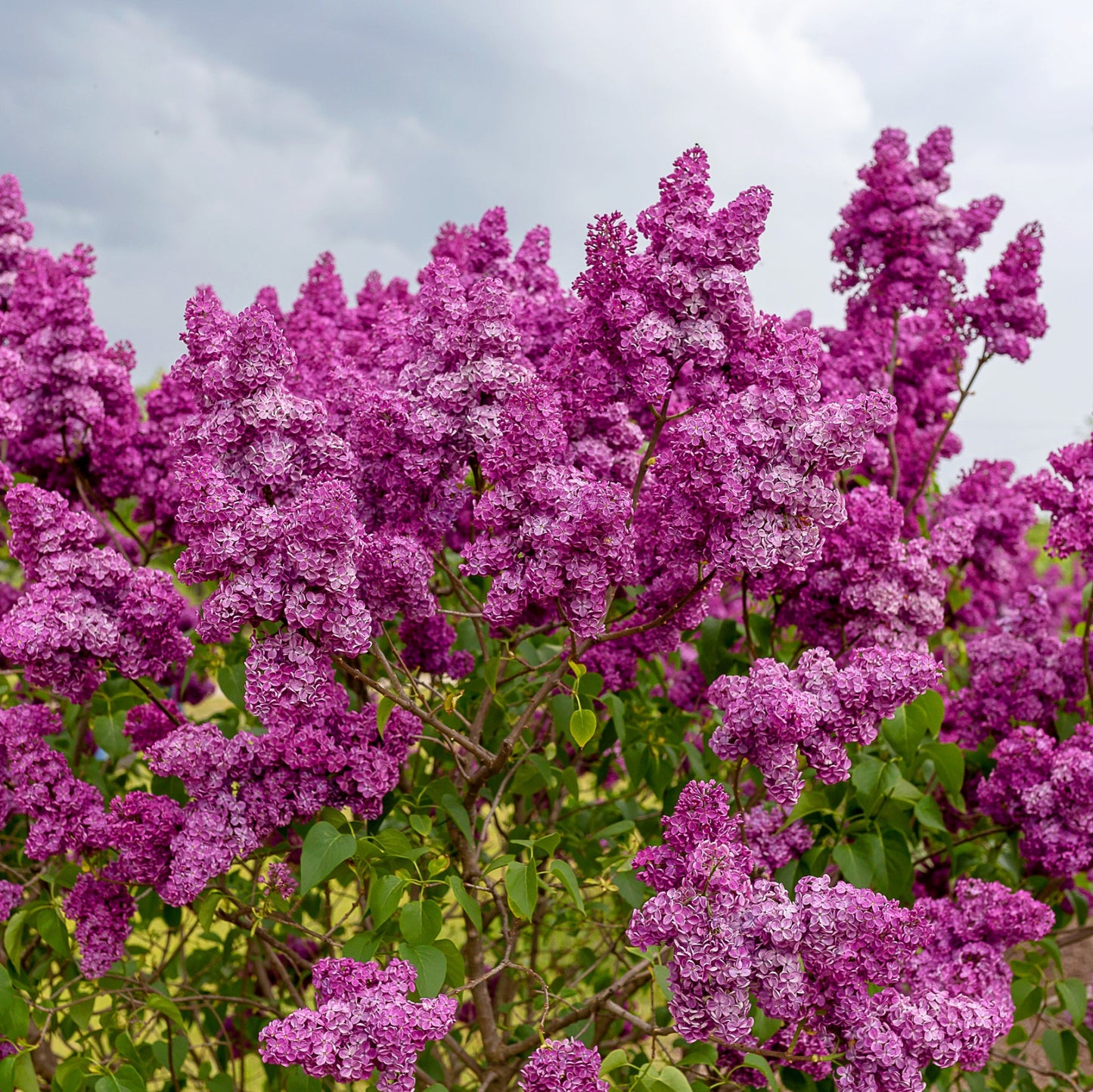 Lilac Common Purple in bloom