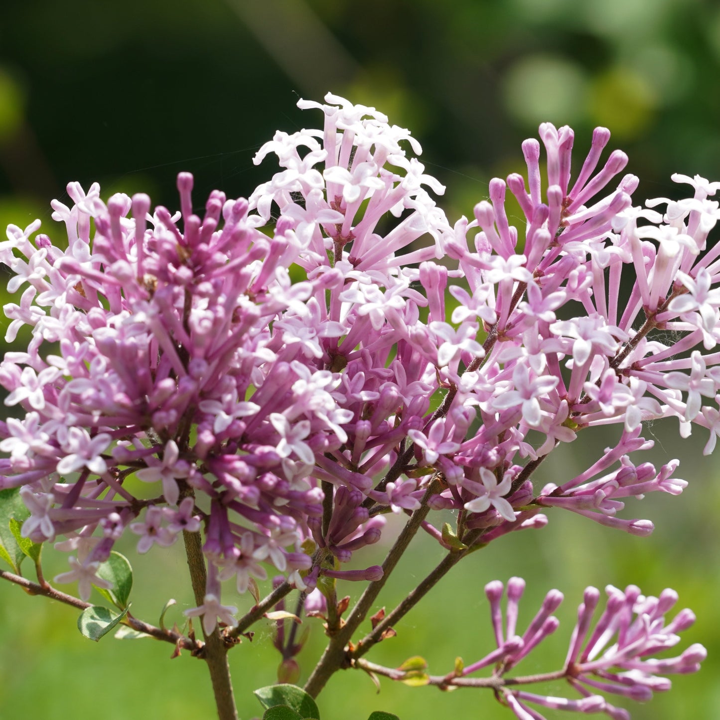 Lilac Miss Kim in bloom