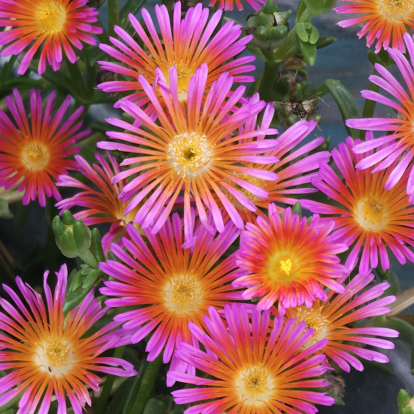 Delosperma Orange Glow in the garden
