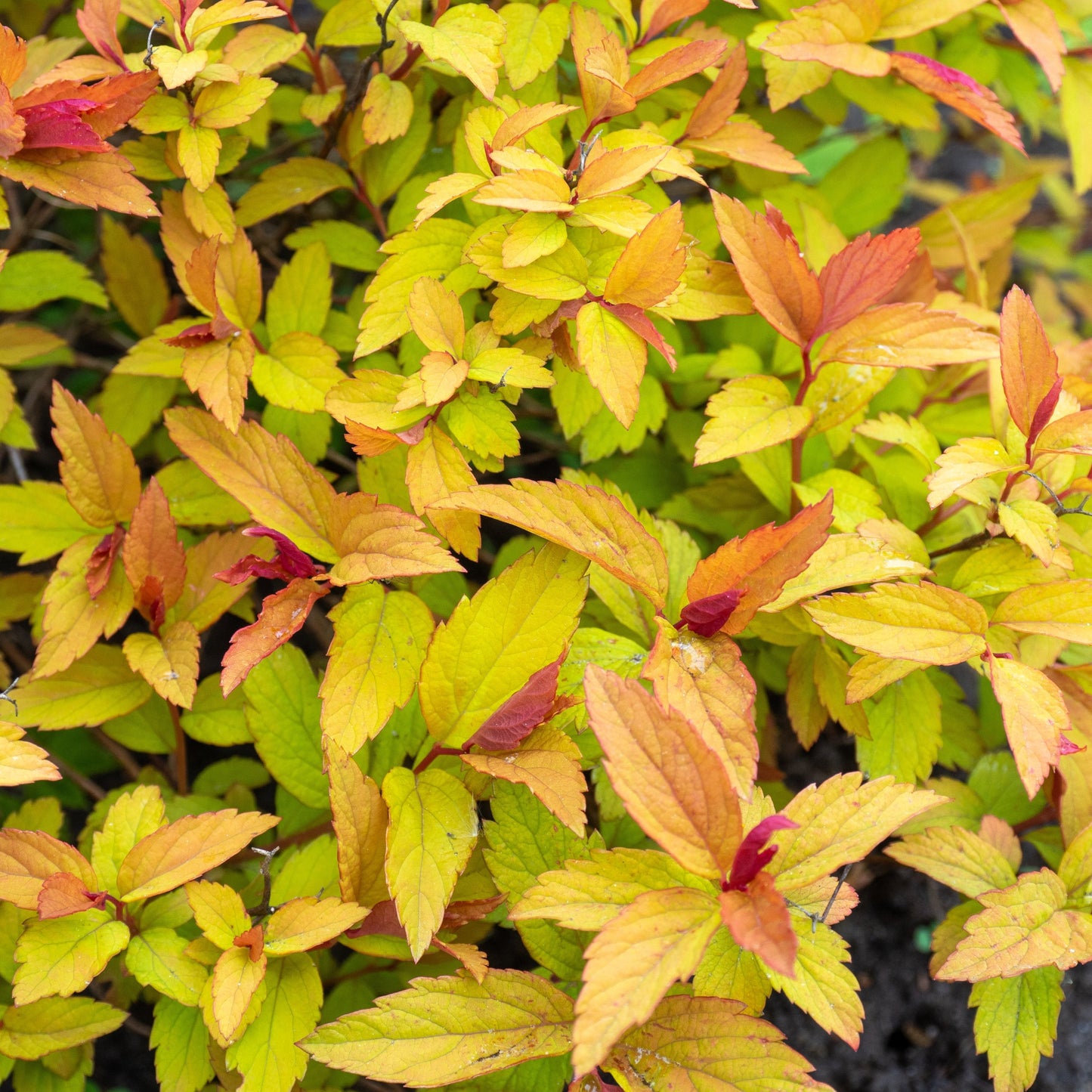 Spiraea Magic Carpet Pink with no flower