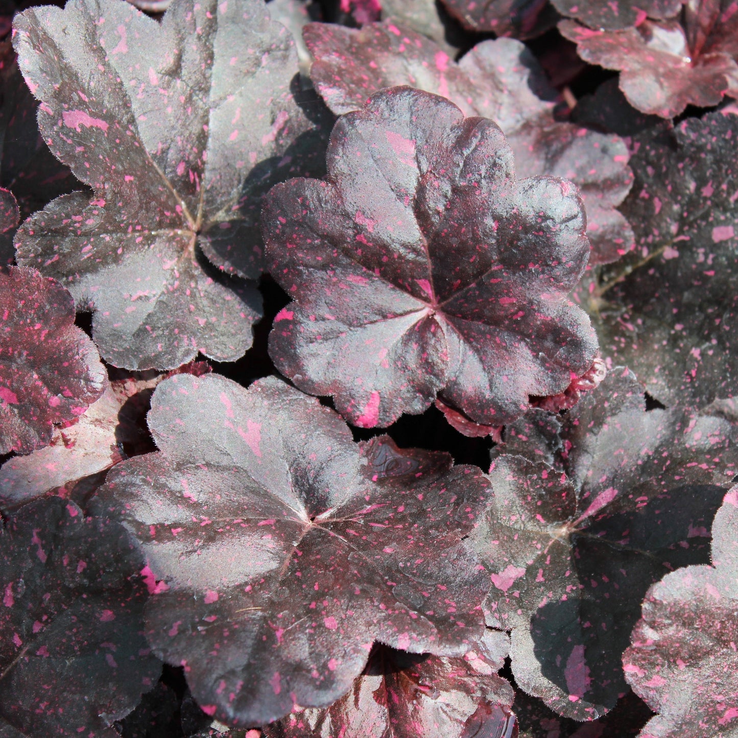 Heuchera Midnight Rose close up