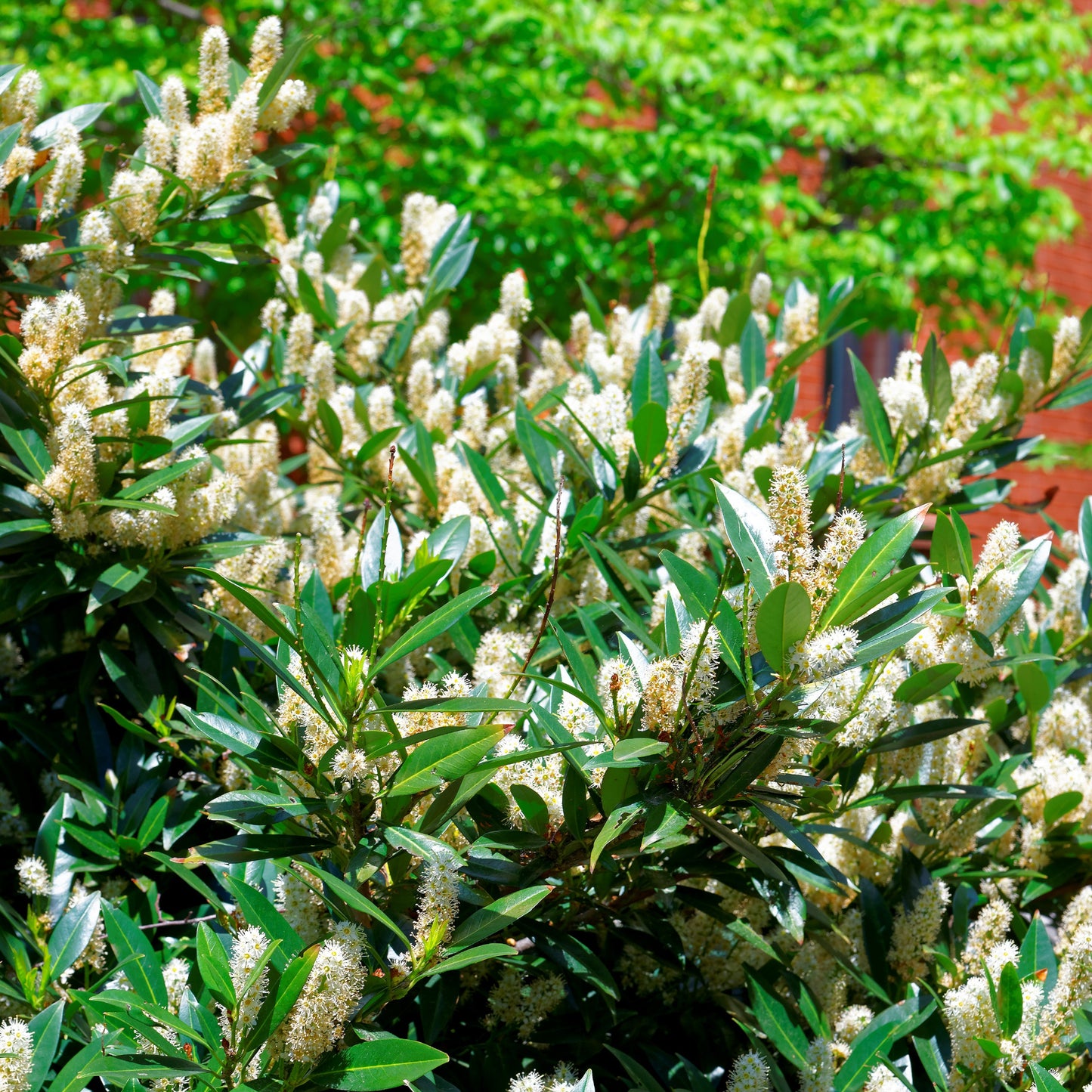 Itea First Editions® Love Child® Sweetspire in bloom