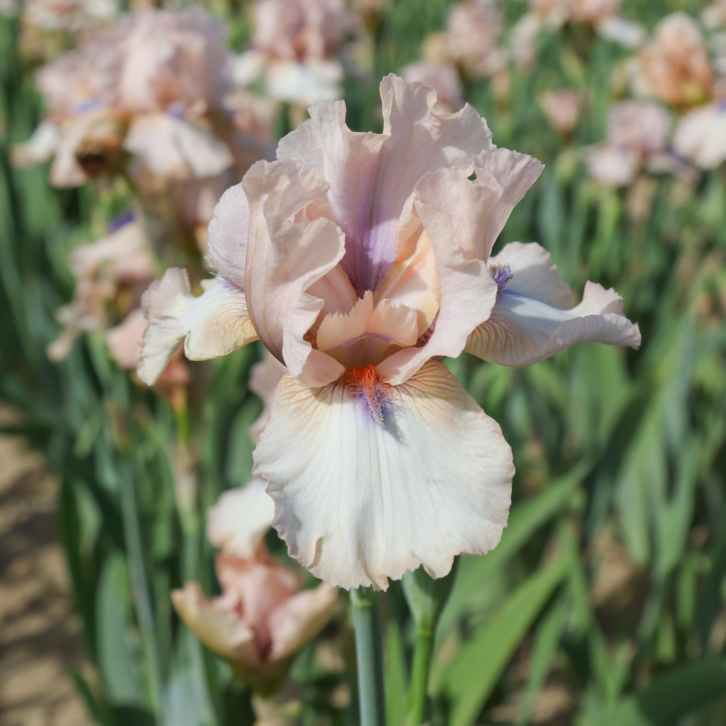 Reblooming Iris Concertina