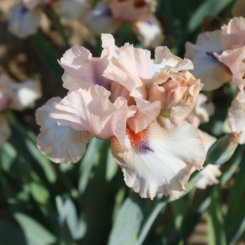 Top View of Pink Reblooming Bearded Iris Concertina 
