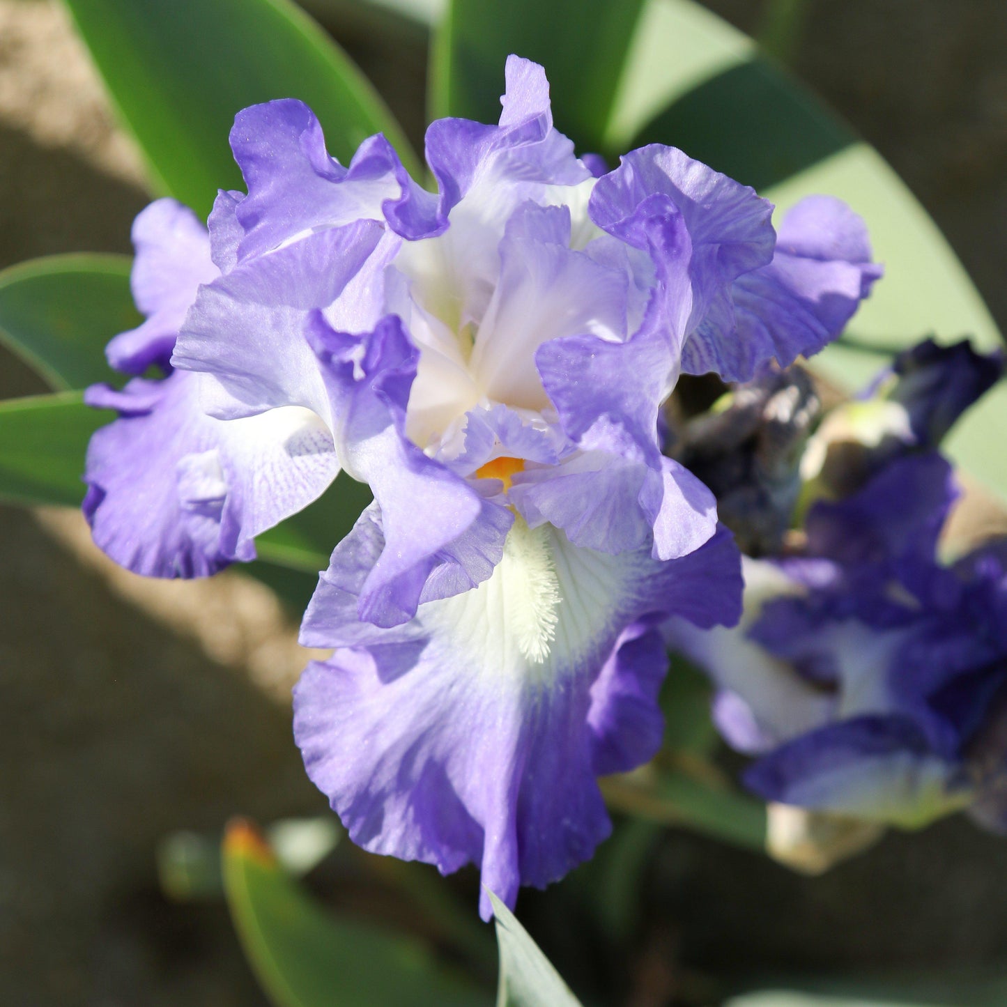 Top view of City Lights Reblooming Iris