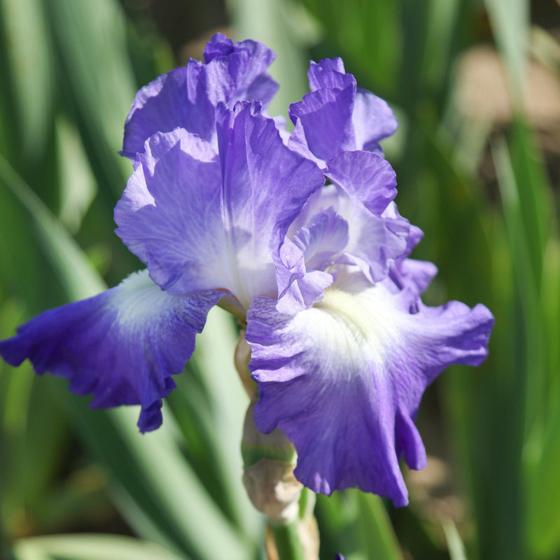 Blue and White flowers of City Lights Iris