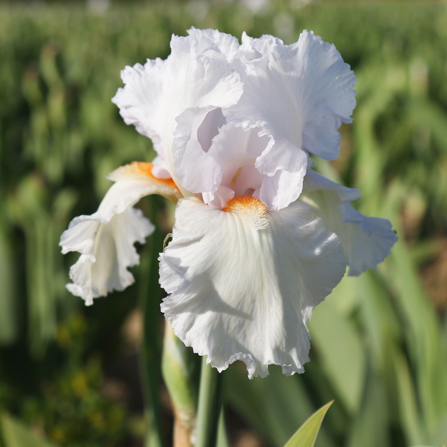 Closeup of Lavender Iris Eternal Bliss Flower