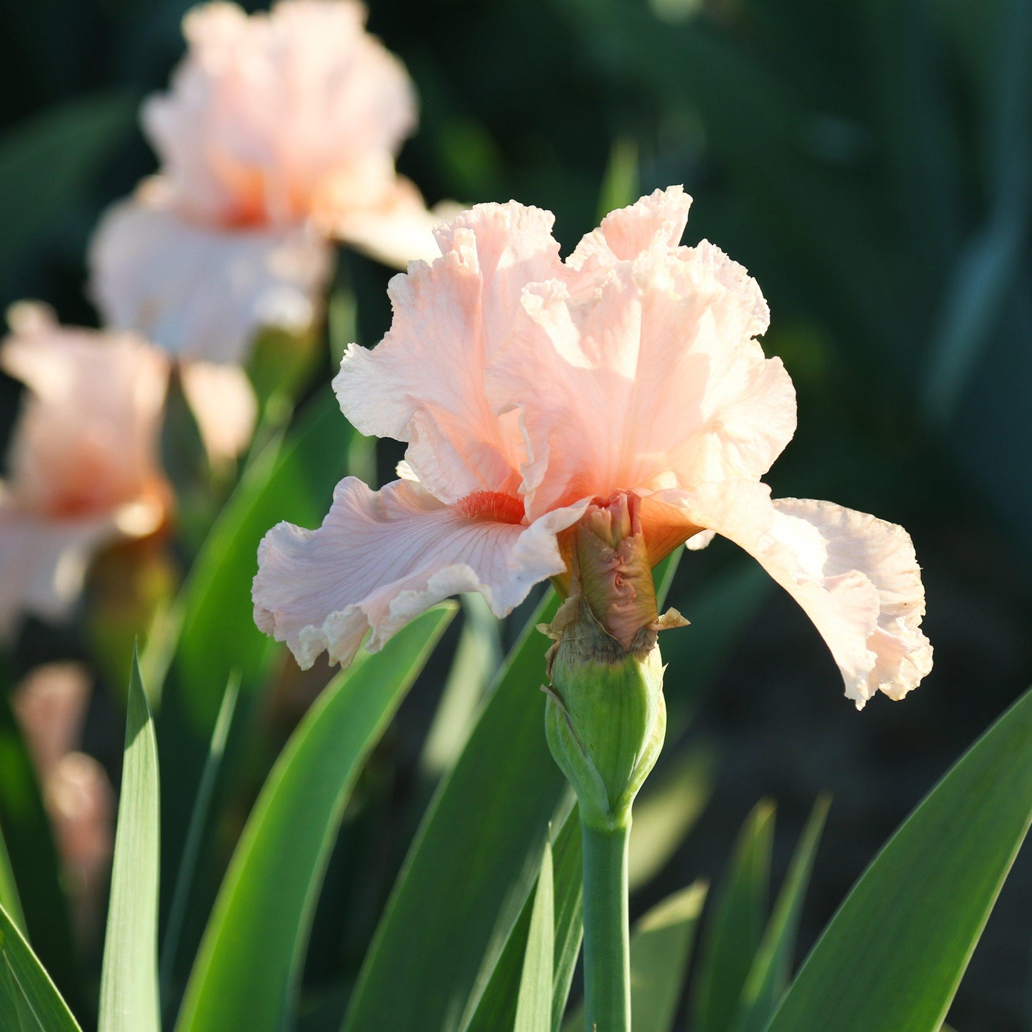 Two Peach Reblooming Bearded Iris October Splendor