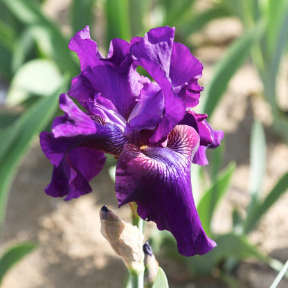 Purple Iris Rosalie Figge 