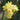Top view of yellow iris Harvest of Memories