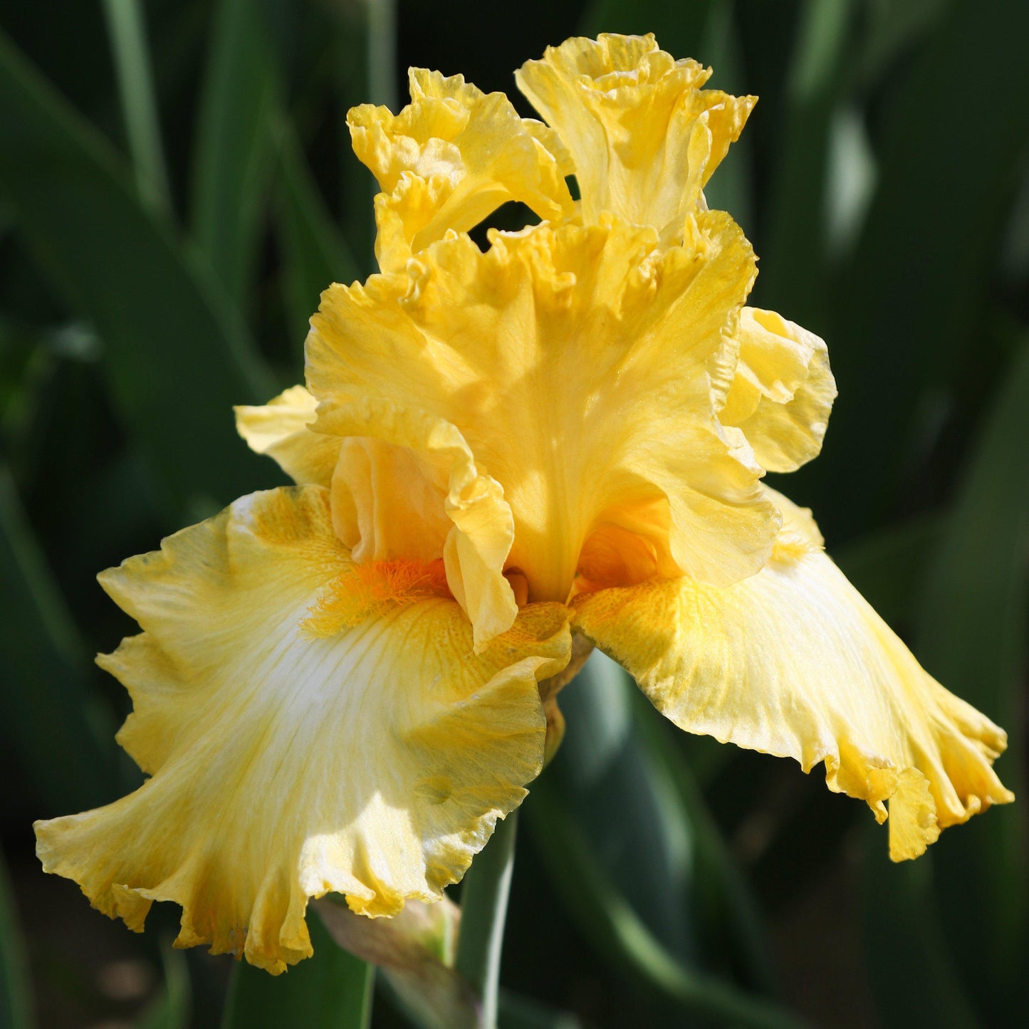 Gorgeous Color of Reblooming Bearded Iris Eggnog