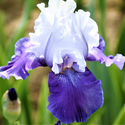 Purple and White Reblooming Iris Mariposa Skies