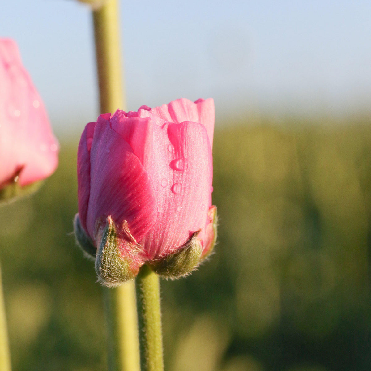 Rose Ranunculus Bud