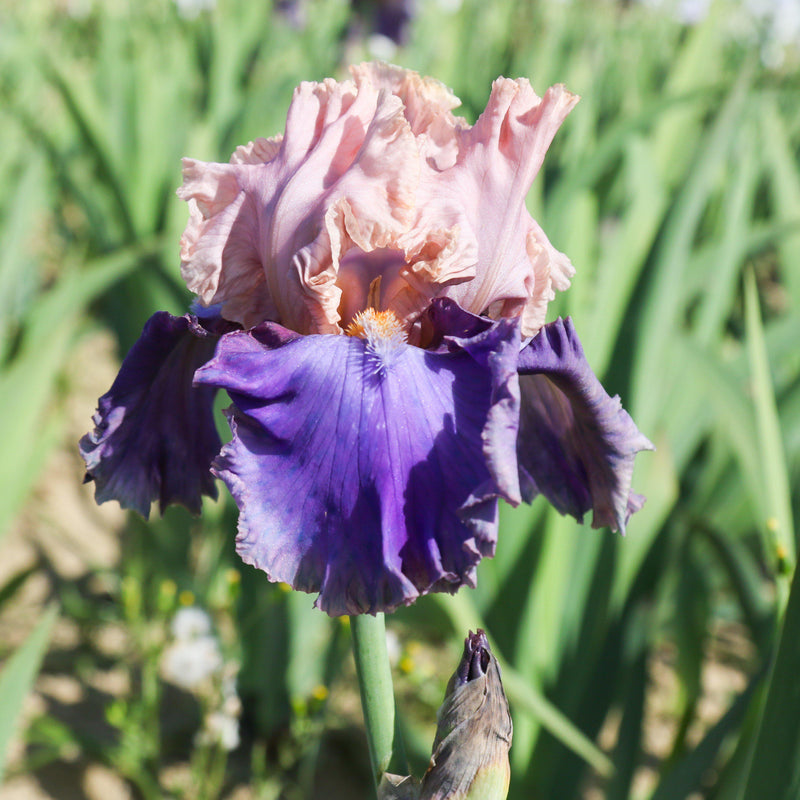 Reblooming Bearded Iris Florentine Silk In the Garden