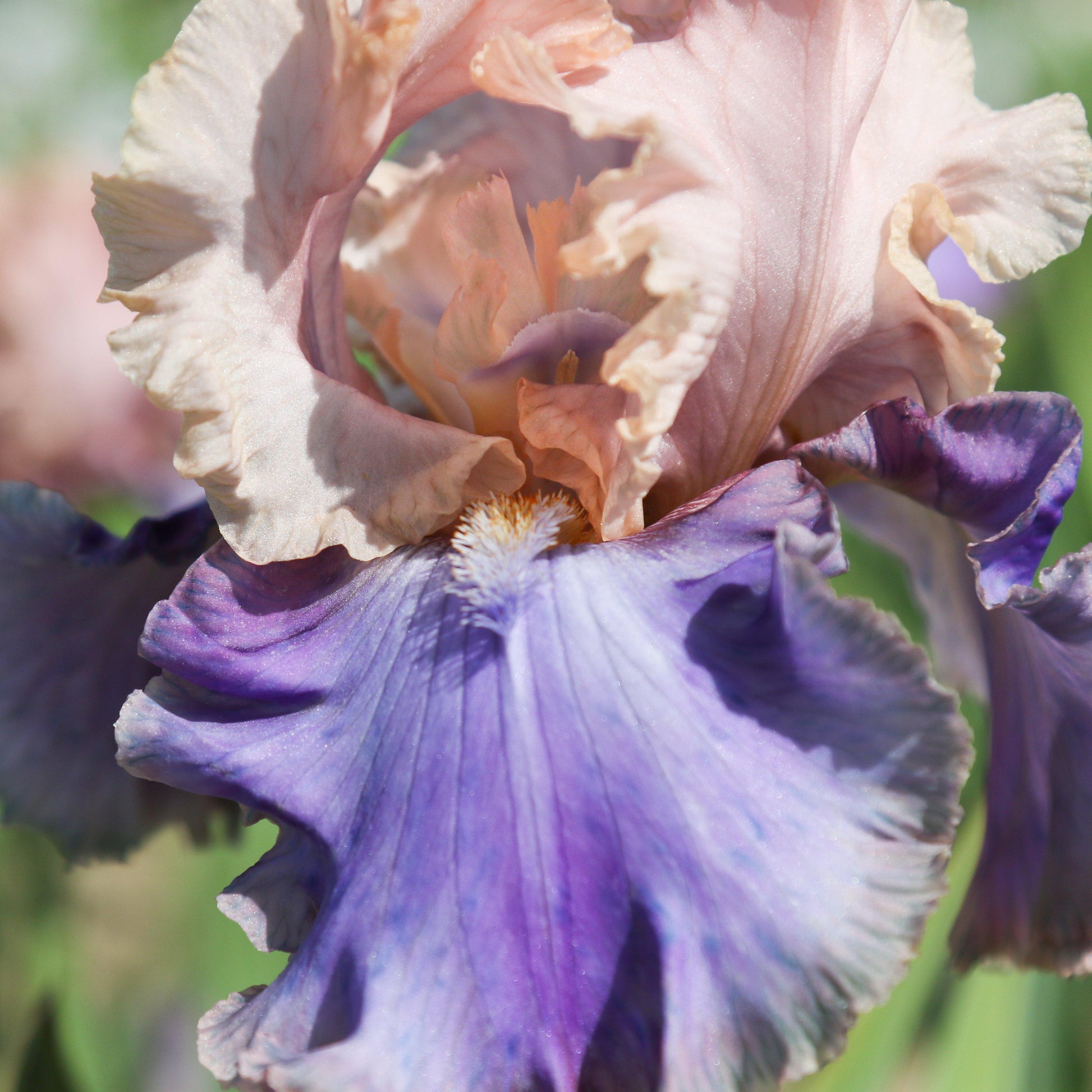 Bearded Iris Florentine Silk Peach and Purple Petals