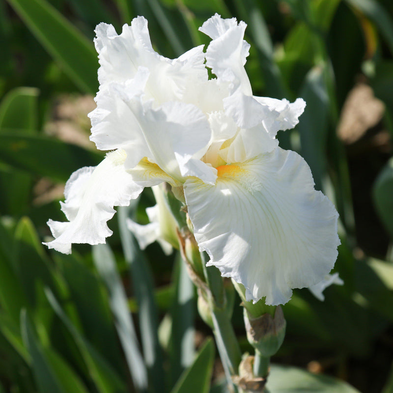 Closeup of White Bearded Iris Frequent Flyer