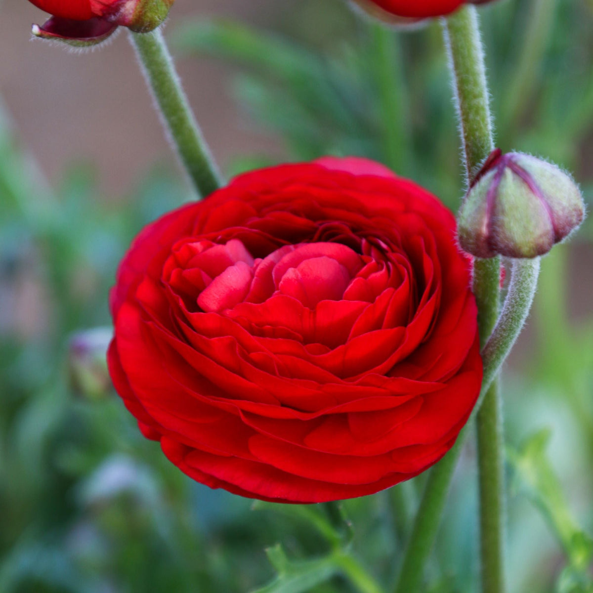 red ranunculus