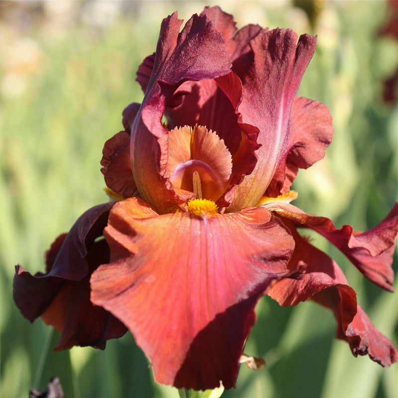Reblooming Fragrant Red Bearded Iris My Friend Jonathan Rhizomes Easy reblooming-fragrant-red-bearded-iris-my-friend-jonathan-rhizomes-easy