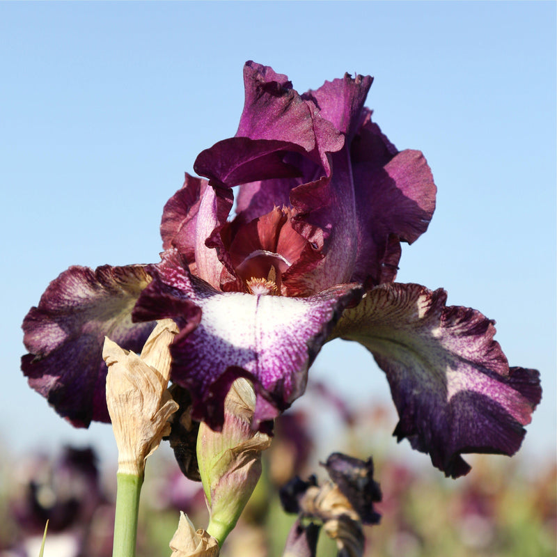 Burgundy petals of Iris Tennison Ridge